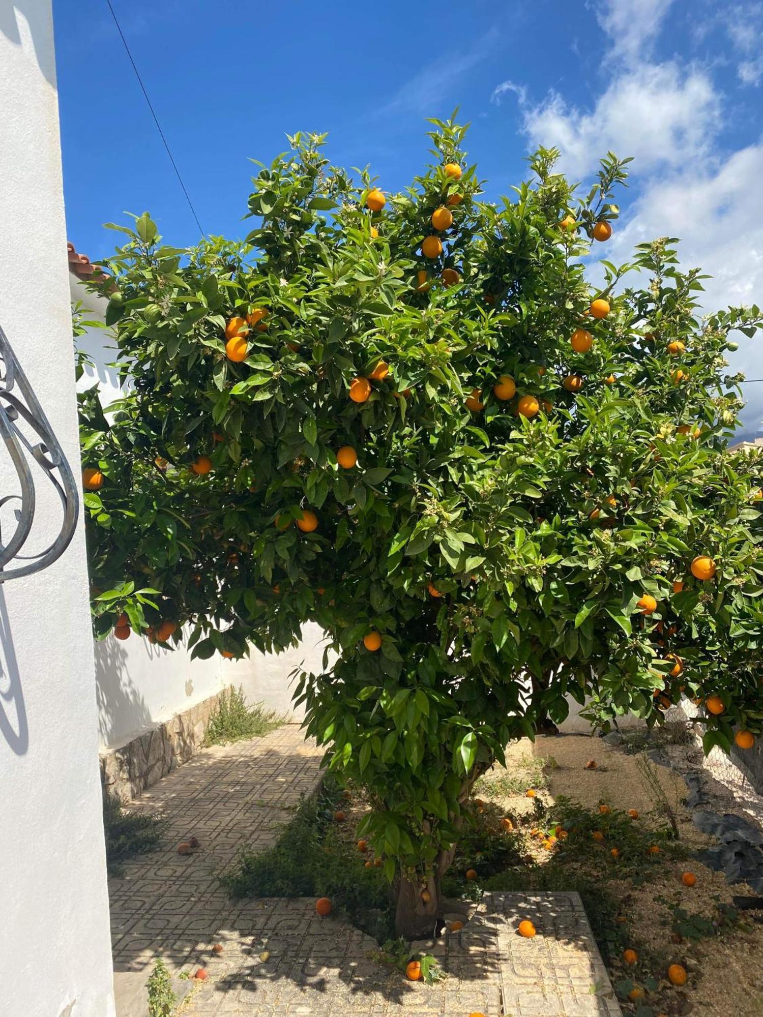 Villa Foya Blanca Foyes Blanques Экстерьер фото